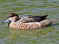 Garganey x Blue-billed Teal hybrid